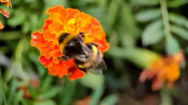 Шмели в замедленной сьёмке смотреть онлайн