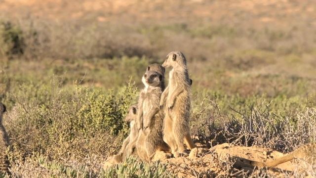Meerkats: Amazing Facts About This Incredible Animals смотреть онлайн