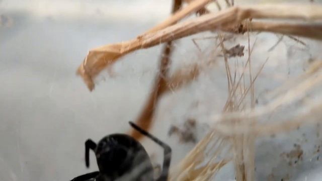 Стеатода защищает кокон (Steatoda paykulliana) смотреть онлайн