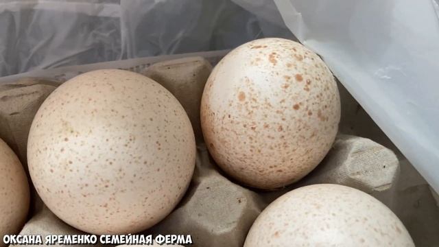 Заказывала яйцо индюка тяжелого кросса, а получила вот это♀️ смотреть онлайн