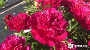 Red spider peony  Рэд спайдер пион. Пулков сад (2022 г)