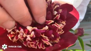 Don Richardson peony. Дон Ричардсон пион. Пулков сад