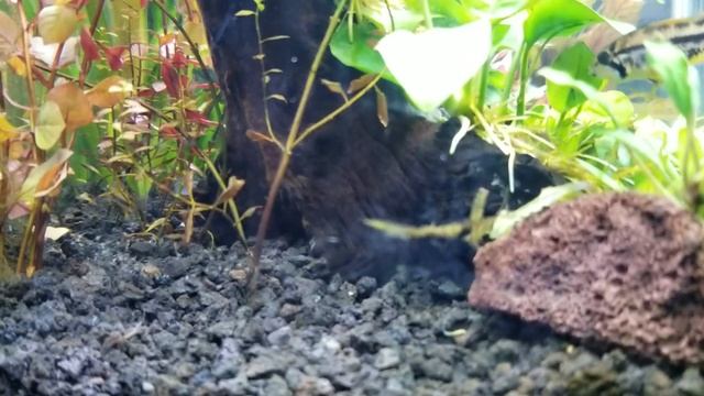 A pair of Apistogramma cacatuoides (double red) guarding their newly hatched babies. смотреть онлайн