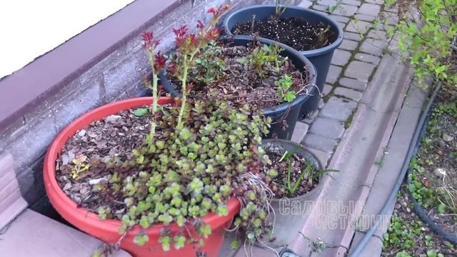 Подвязываю плетистые розы // Сад после зимы // Первая весенняя прогулка по саду АПРЕЛЬ 2024 смотреть онлайн