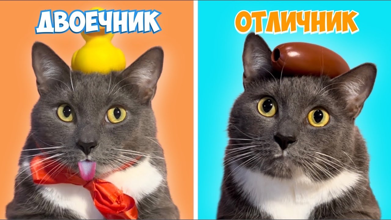 ТИПЫ УЧЕНИКОВ - ЕСЛИ БЫ КОТИКИ ХОДИЛИ В ШКОЛУ смотреть онлайн