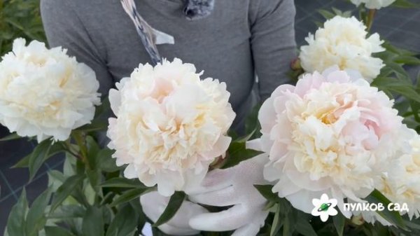 Весенний пион. Пулков сад