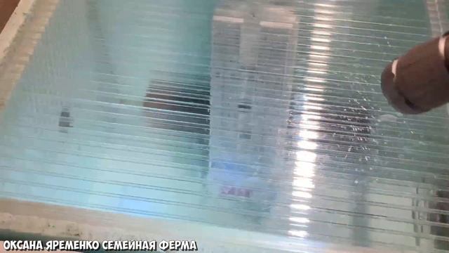 ИНКУБАЦИЯ СТРАУСИНОГО ЯЙЦА ПРОДОЛЖАЕТСЯ / ПЕРЕЕХАЛО В "БЛИЦ" / КАК ПРОВЕРИТЬ ВЛАЖНОСТЬ В ИНКУБАТОРЕ? смотреть онлайн