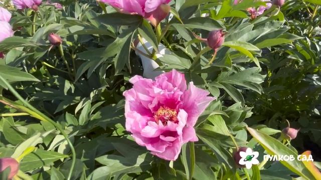 Sonoma Amethyst Peony. Сонома Аметист пион. Пулков сад