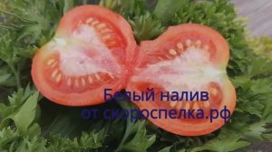 "Белый налив 241". Семена старого томата СССР есть у нас на сайте. Сорт зарегистрирован в 1966 году.