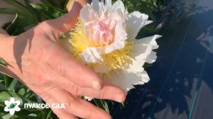 Top brass peony. Топ брасс пион. Пулков сад
