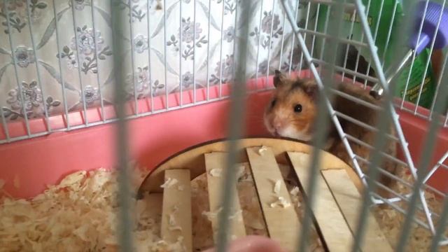 Бублик встал 🐸 смотреть онлайн