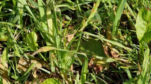 Утренние бриллианты,morning diamonds смотреть онлайн