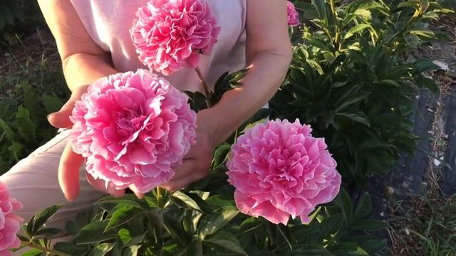 The Fawn peony. Фавн пион. Пулков сад 2021 смотреть онлайн