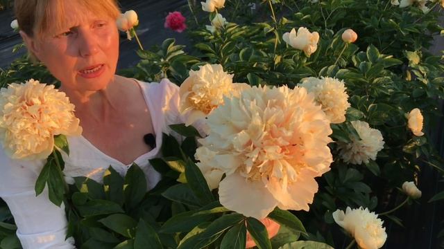 Quitzin Peony. Квитзин пион. Пулков сад (2021)