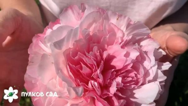 Joker peony. Джокер пион. Пулков сад