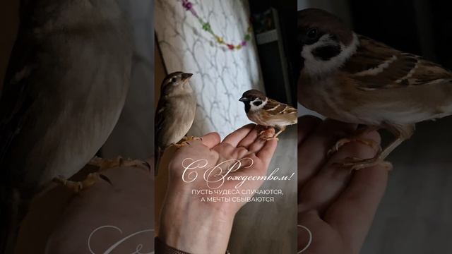 Мои воробьи Боня и Бин☃️ С Рождеством 🌲🌲🌲 смотреть онлайн