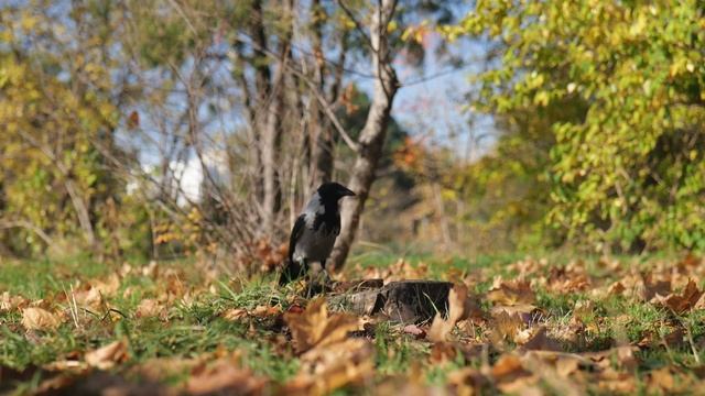 TV For Dogs 90 min Relief for Stress and Separation anxiety смотреть онлайн