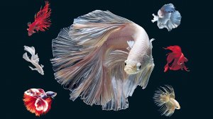 Рыбка ПЕТУШОК Производители Содержание Разведение Часть 4