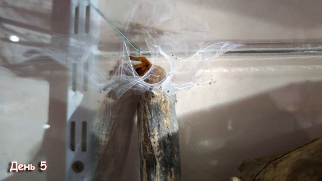 За сколько дней муринус заплетет террариум? смотреть онлайн