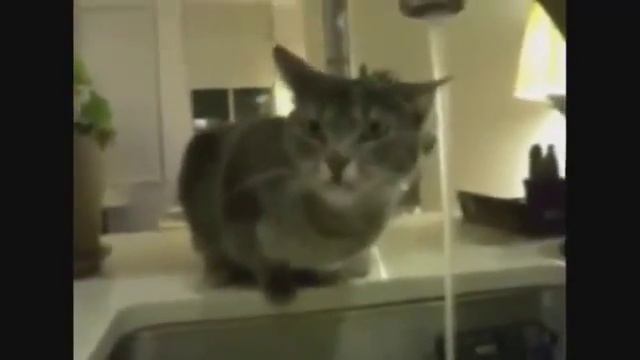 Смешные кошки и котята смотреть онлайн