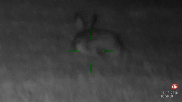 Див заек (Lepus europaeus) смотреть онлайн