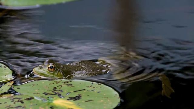 FROG ANIMALS PLANET For KIDS