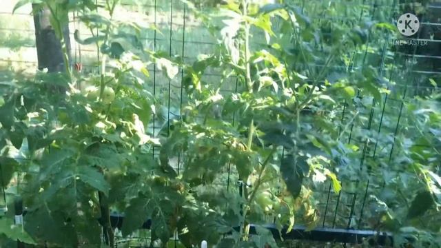 🏠Коробка дома готова🍅томаты мутанты смотреть онлайн