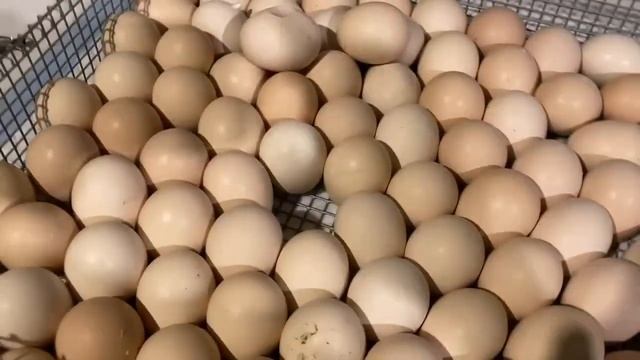 РОСС308 / Овоскопирование / Подсчет смотреть онлайн