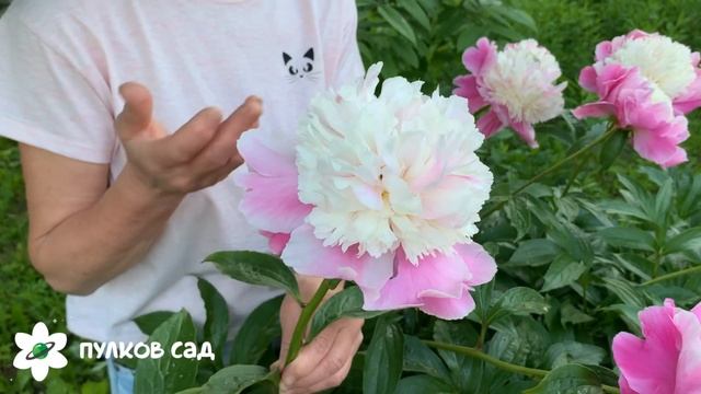 Cora stubbs peony. Кора стабс пион. Пулков сад смотреть онлайн