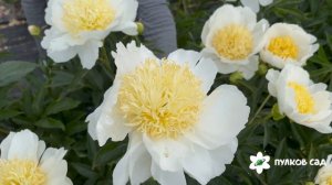 Stellar Charm peony. Стеллар Чарм пион. Пулков сад