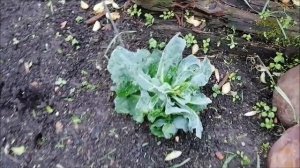 Электрогрядка № 5 капуста из кочерыжки!