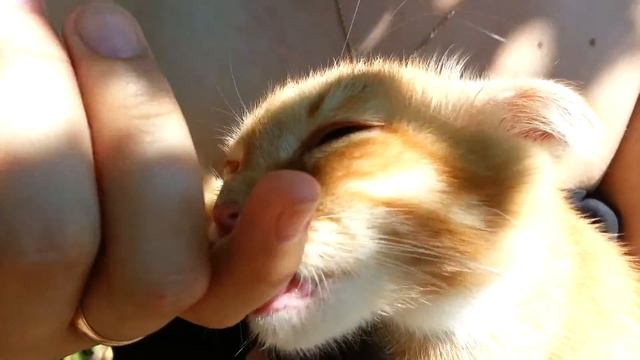 Кот-сосун смотреть онлайн