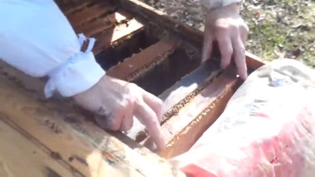 ПЧЕЛЫ (Составление гнезда после зимы) смотреть онлайн