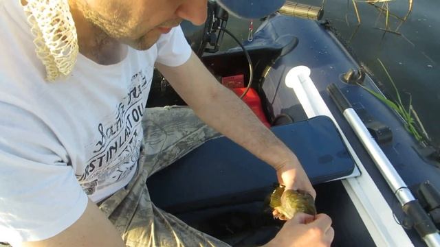 Сказка о царе Ротане смотреть онлайн