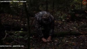 Гриб ВЕСЁЛКА   поиск в лесу