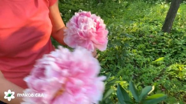 Sarah Bernhardt peony. Сара Бернар пион. Пулков сад