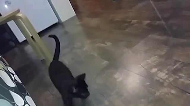 кот кекс смотреть онлайн