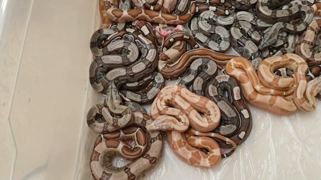 RLT het VPI x Sunglow VPI Gandolfo смотреть онлайн