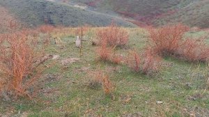 кавг   шикор   2022