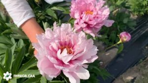 First arrival peony. Фёрст арривал пион