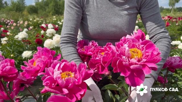 Red Sarah Bernhardt peony. Рэд Сара Бернар пион. Пулков сад смотреть онлайн