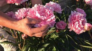 Pietertje Vriend Wagenaar peony. Питержи Вринд Вагенаар пион. Пулков сад.