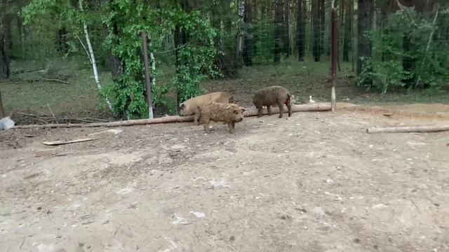 ЛПХ мини хозяйство / КАСТРИРУЮ БОЛЬШИХ поросят / гуси утки смотреть онлайн