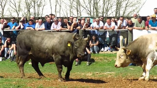 Šaronja od Koalicije vs Jelenko od Bagušića Dicmo 2024 смотреть онлайн