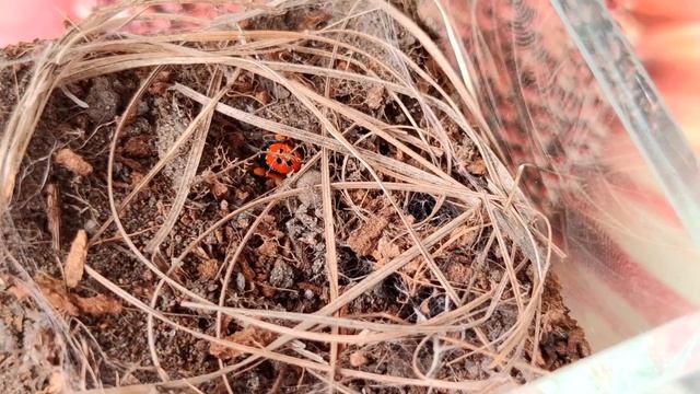 Спаривание пауков Eresus kollari смотреть онлайн