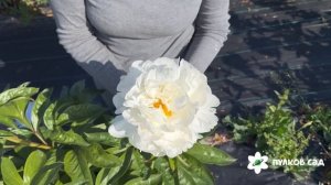 Carl G Klehm  peony. Карл Г. Клем пион. Пулков сад