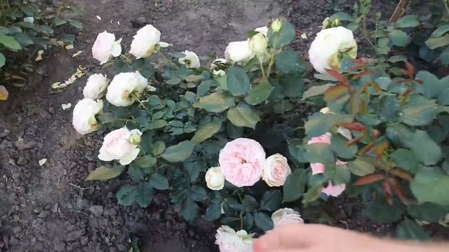 Поход в продуктовый и на Игрень смотреть онлайн