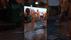 ловля палтуса