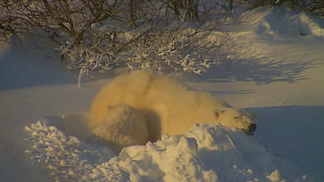 Animal life on our Earth #5 / Животная жизнь на нашей Земле #5 смотреть онлайн