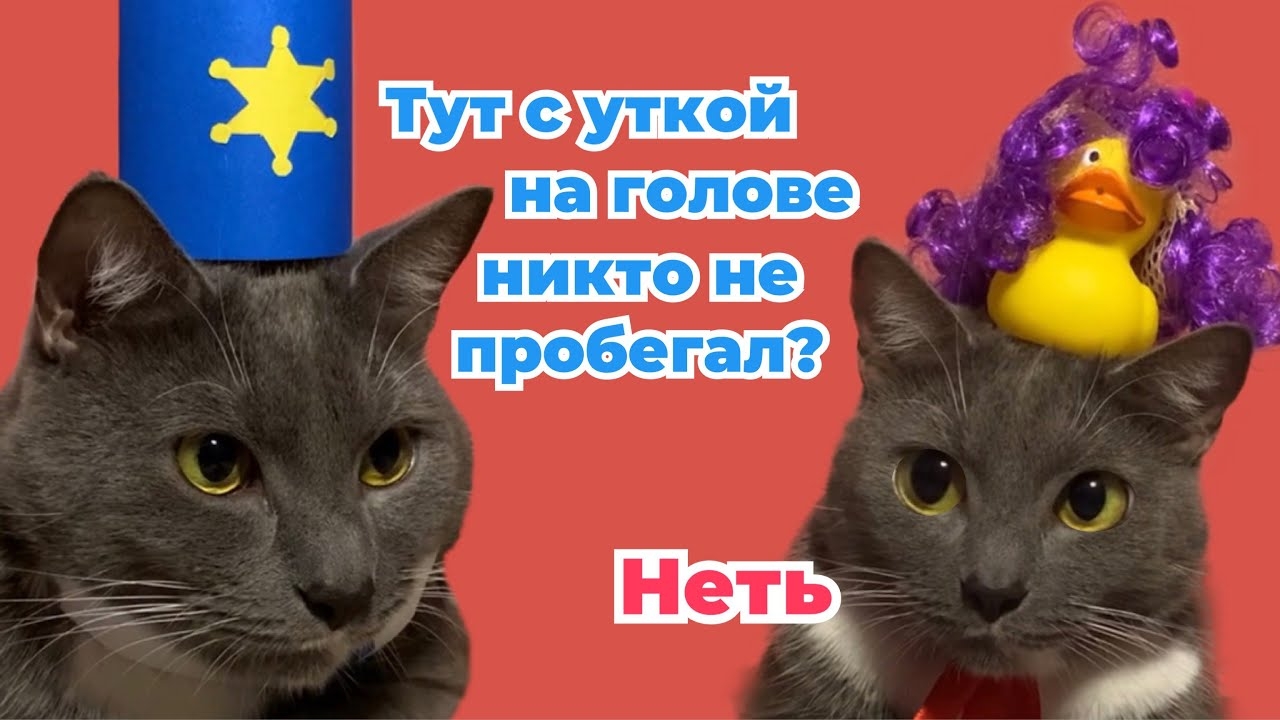 ЕСЛИ БЫ КОТЫ БЫЛИ ПОЛИЦЕЙСКИМИ - ЗАБАВНЫЕ СИТУАЦИИ смотреть онлайн